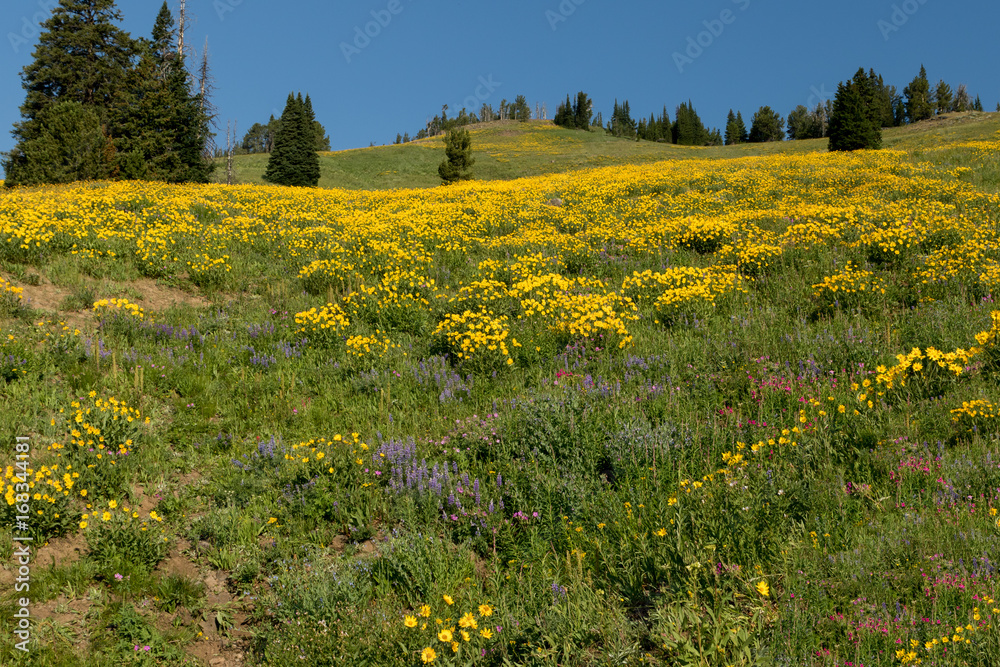 Wildflowers Wildflowers