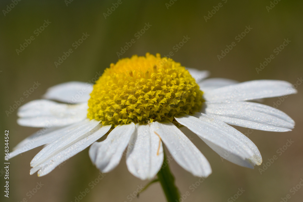 Fototapeta premium Makro Gänseblümchen