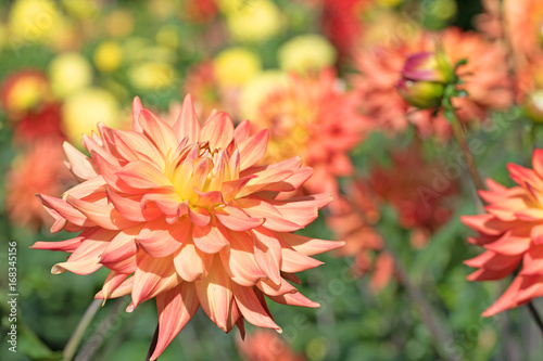 Fototapeta Naklejka Na Ścianę i Meble -  Dahlien, Dahlias