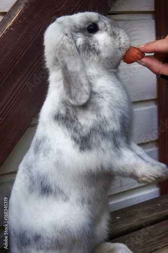 фотографія Girl feeding rabbit carrot