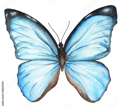 Blue watercolor butterfly  © Natalia