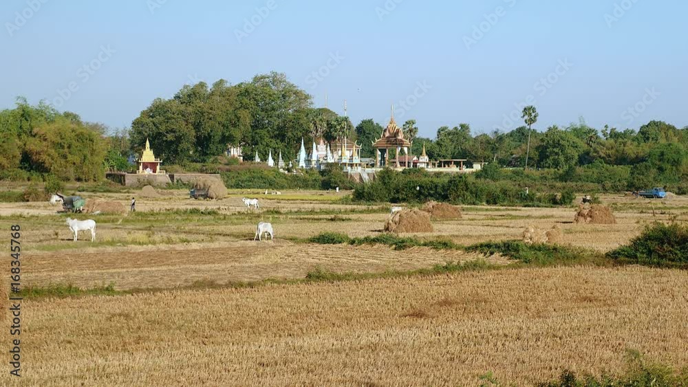 Distance view of small truck heavily loaded with rice straw driving out of rice fields; Scattered haystacks with cows grazing in the fields and pagoda in the background Distance view of small truck heavily loaded with rice straw driving out of rice fields; Scattered haystacks with cows grazing in the fields and pagoda in the background
