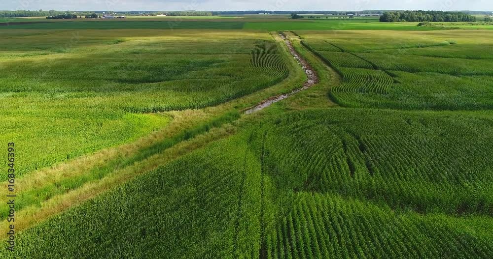 Cloud shadows move swiftly across rippling corn fields on windy day, aerial view.
