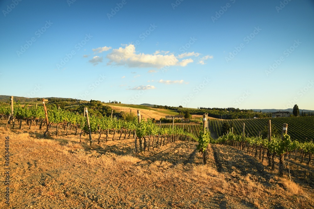 Fototapeta premium Beautiful vineyards in Tuscany with blue sky. Italy.