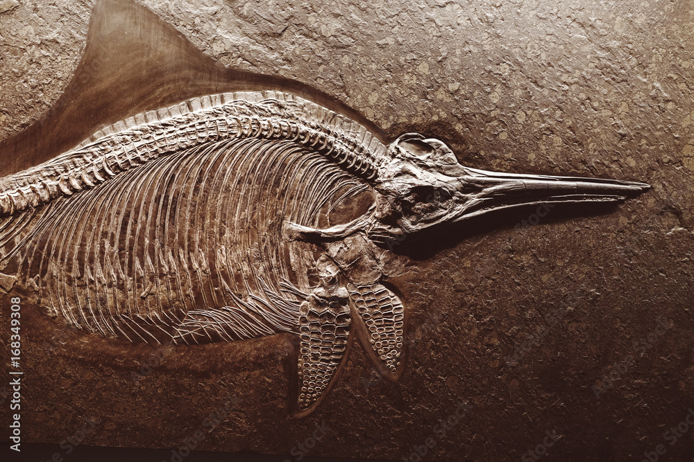 Obraz premium Szkielet skamieniałości ichtiozaura jest rodzajem wymarłych gadów morskich z wczesnego okresu jurajskiego