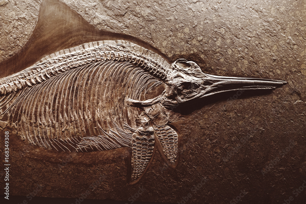 Ichthyosaurus Fossil Skeleton Is A Genus Of Extinct Marine Reptiles Of 