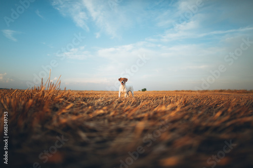 puppy of jack russell in the field photo