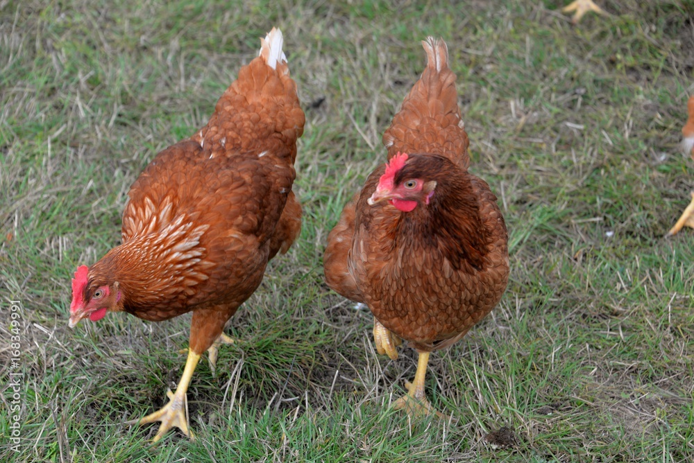 Fototapeta premium Poules Basses cour
