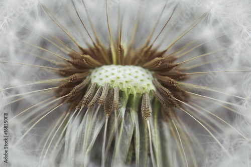 Extreme close up of dandelion seeds attachment to the flower photo