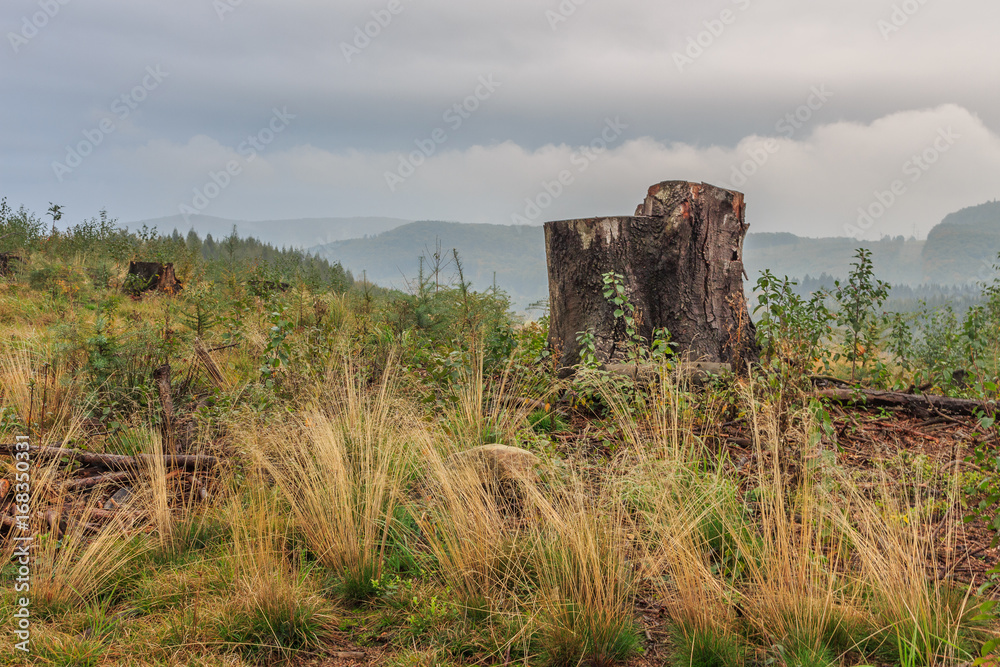 Wienerwald Stock Photo | Adobe Stock