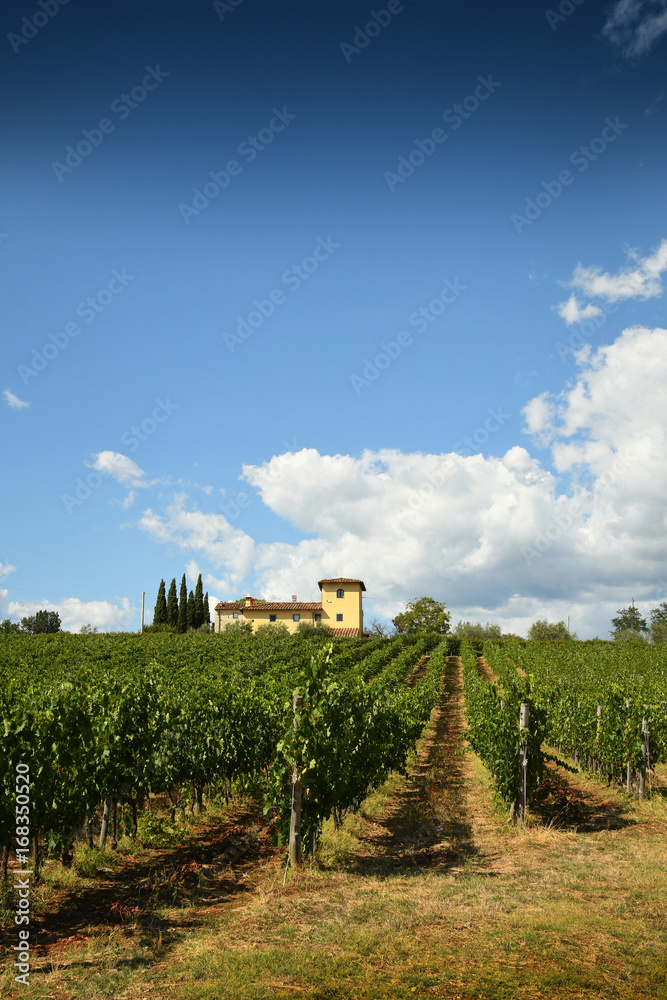 Beautiful vineyards in Tuscany with blue sky. Italy.
