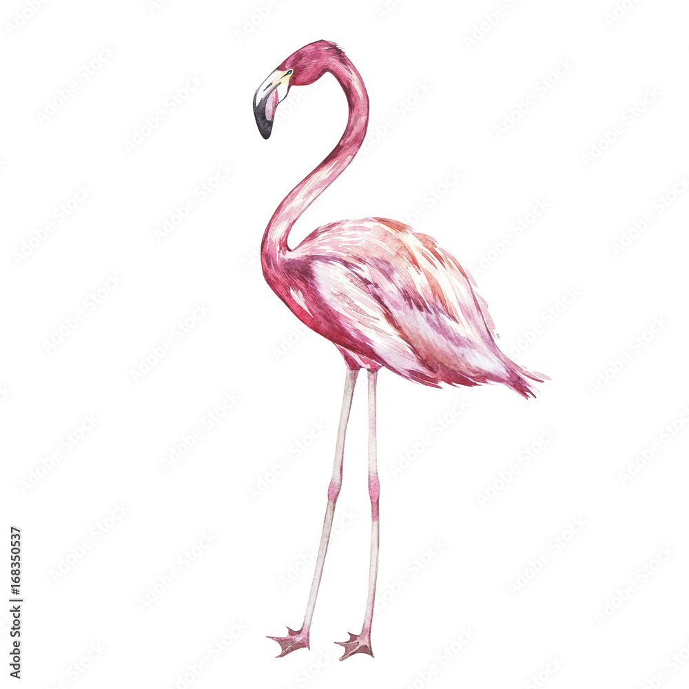 Fototapeta premium Pink flamingo watercolor illustration isolated on white background.