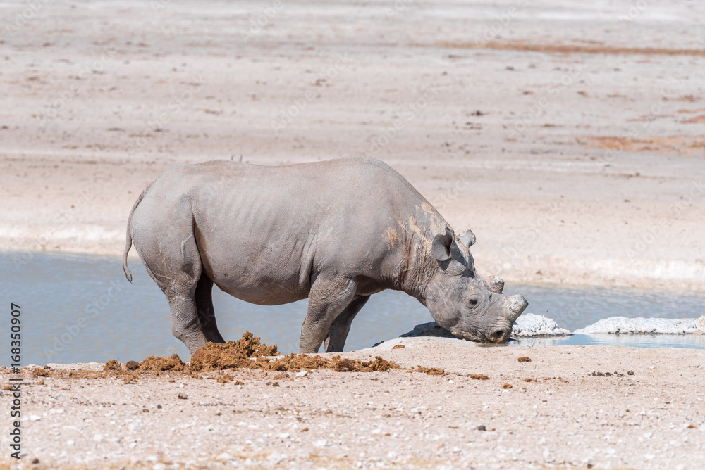 Fototapeta premium Black rhinoceros with horns trimmed, drinking water