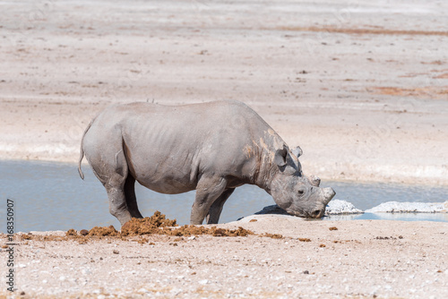 Black rhinoceros with horns trimmed  drinking water