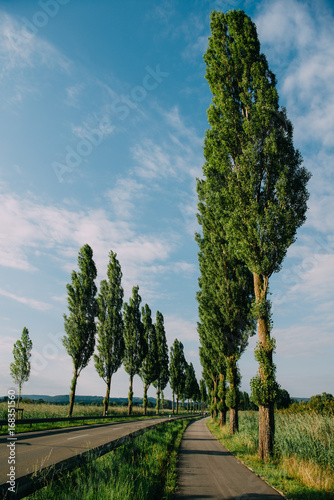 Alley in summer photo