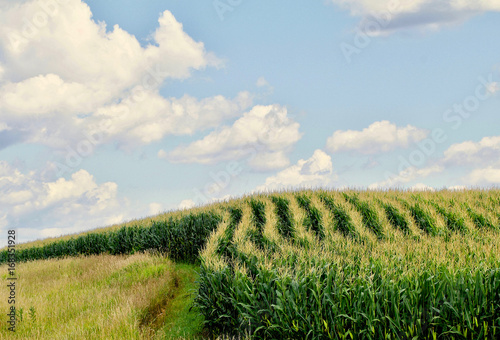 Curved rows of corn on a hillside