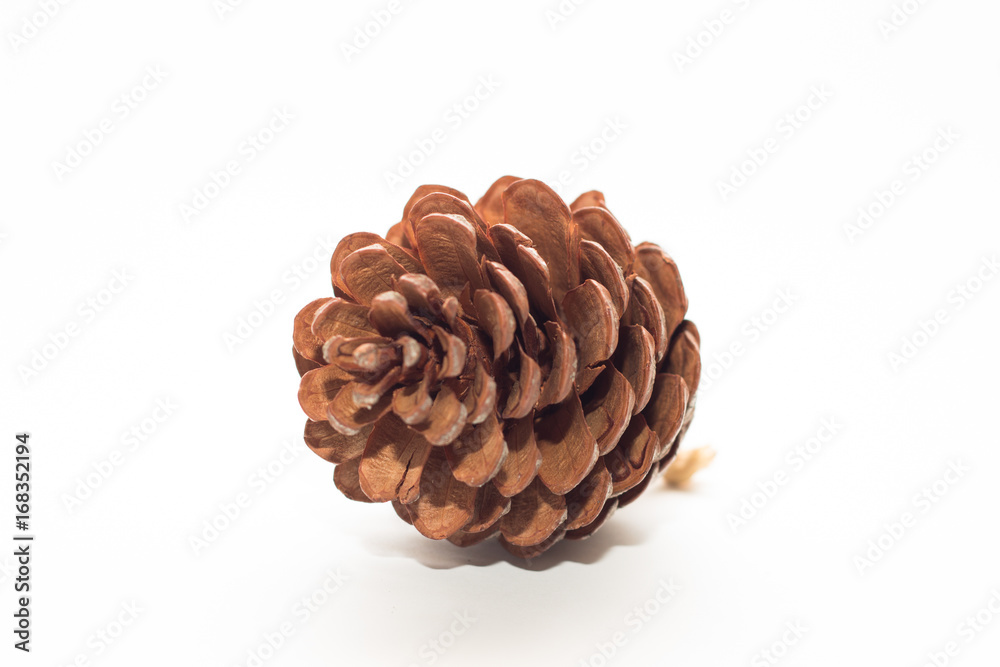 pine cone isolated on white background pine cone isolated on white background