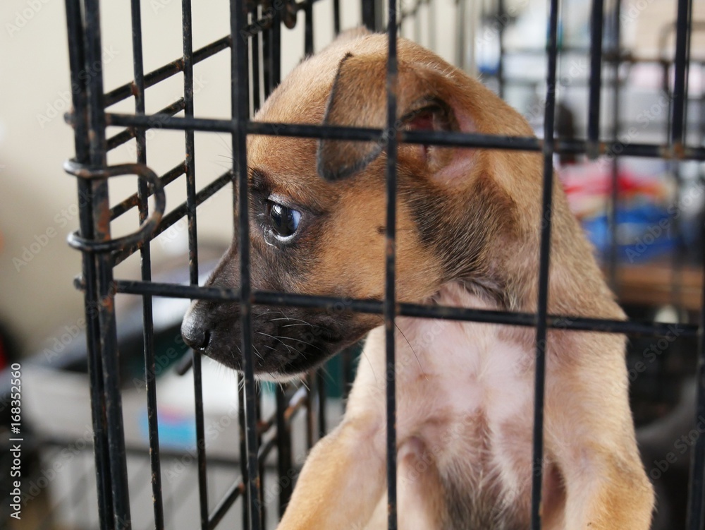 Little brown homeless puppy in a cage in an animal shelter, waiting for someone to adopt him Stock Photo | Adobe Stock Little brown homeless puppy in a cage in an animal shelter, waiting for someone to adopt him Stock Photo | Adobe Stock