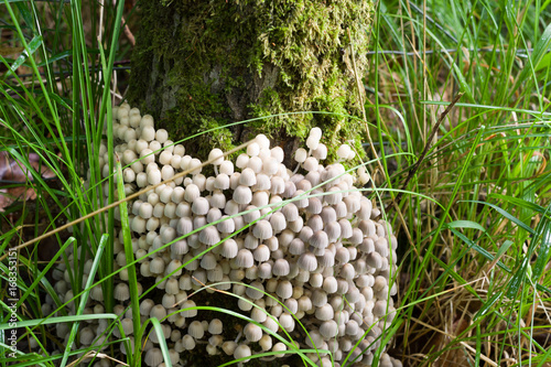 Crumble cap on trunk photo