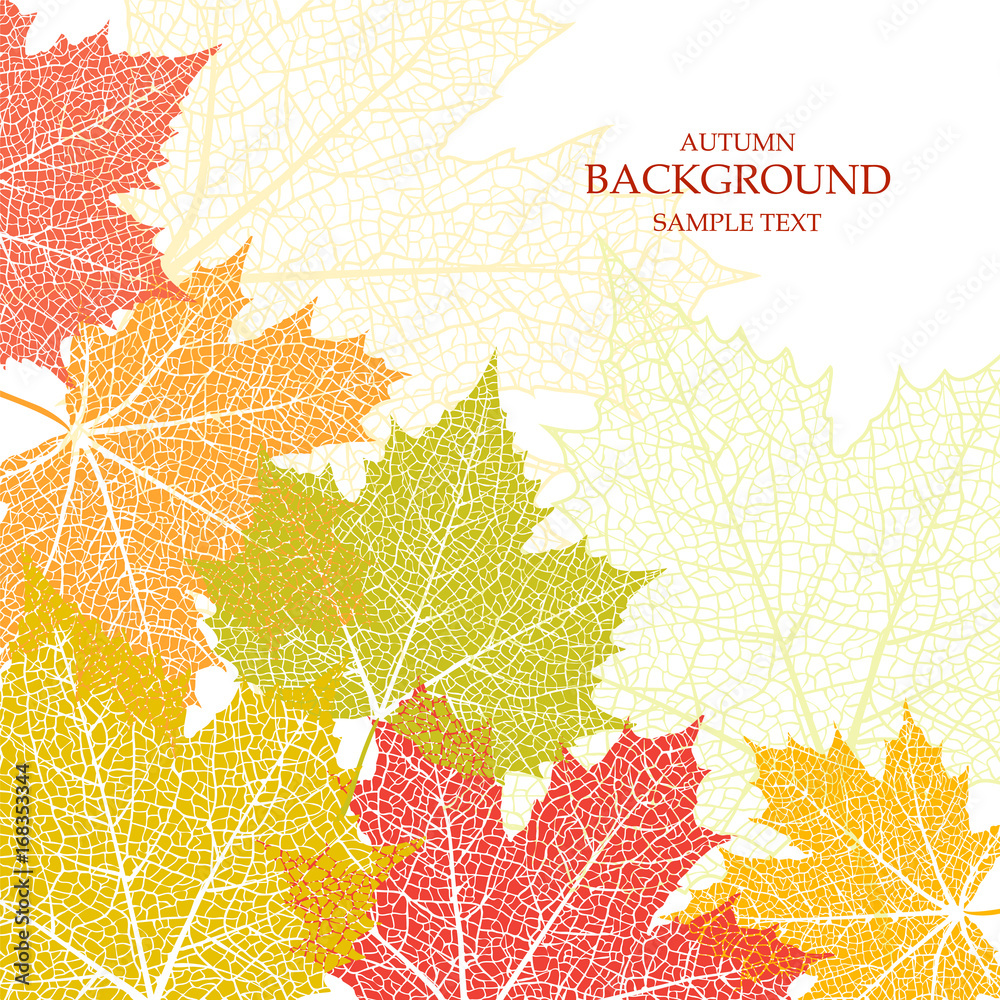 Fototapeta premium Autumn background and leaves of a maple