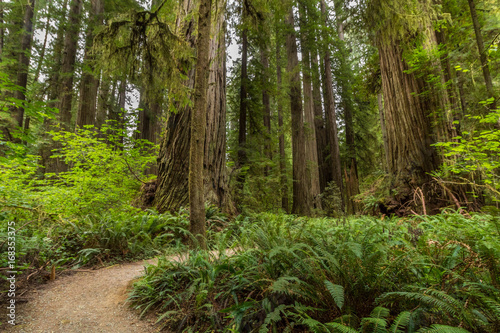 The Redwoods © Krystal