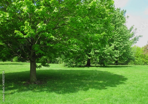 Green shade tree