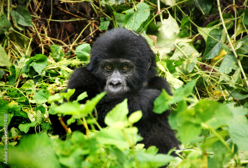 A baby gorilla hidden in Uganda's rainforest