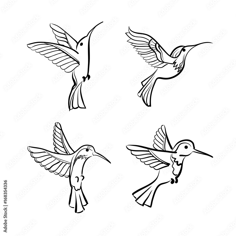 Colibri. Humming bird. Vector illustration. Set. Stock Vector | Adobe Stock