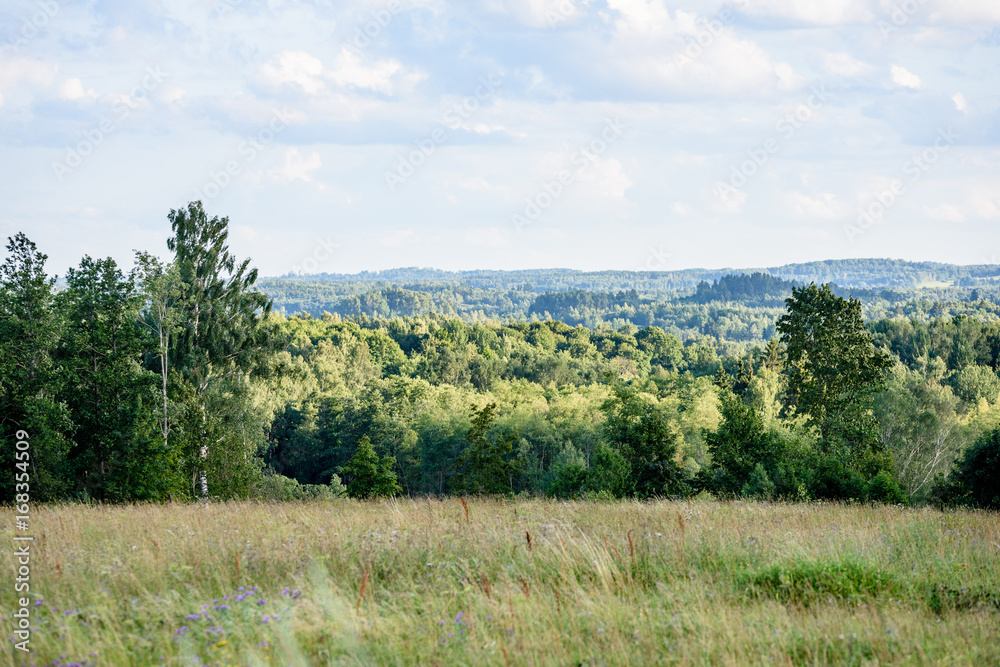 panoramic view of misty forest. far horizon panoramic view of misty forest. far horizon