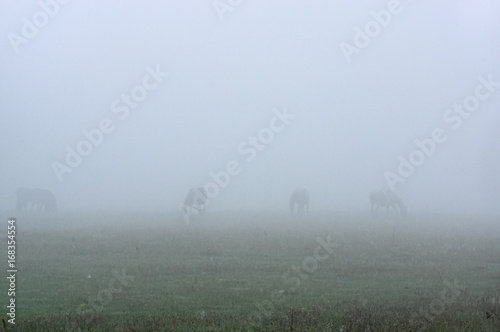 Konie we mgle. #168354554