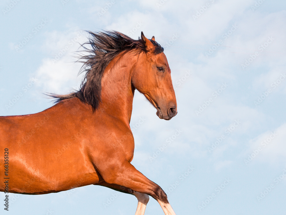Potrtait of red horse on the sky background Potrtait of red horse on the sky background