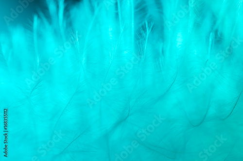 Closeup large turquoise feather showing detail.Turquoise background texture of a feather. photo