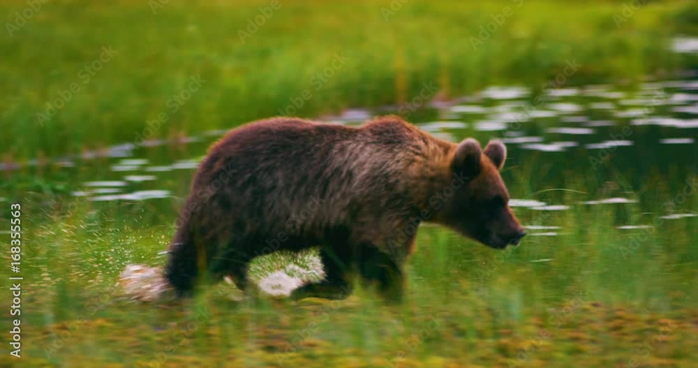 Young and playful brown bear cub running free in a swamp Young and playful brown bear cub running free in a swamp