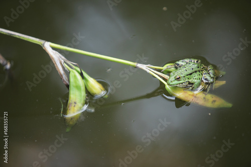 green frog sitting on a flower in a water pond photo