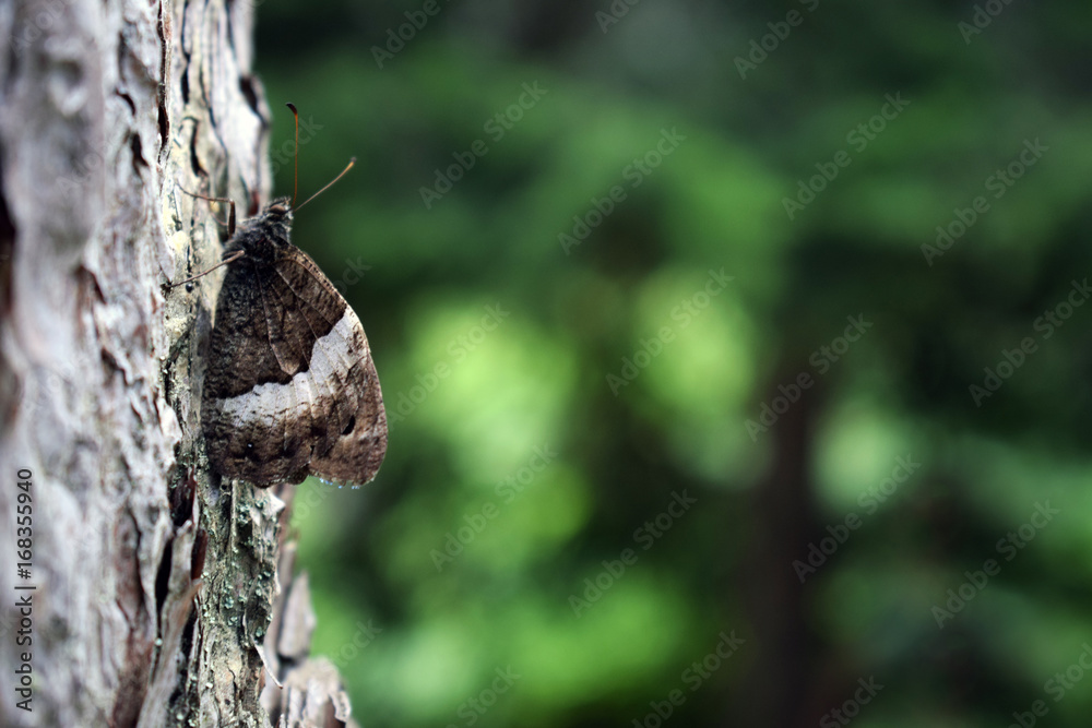 Butterfly on the bark of a tree Butterfly on the bark of a tree