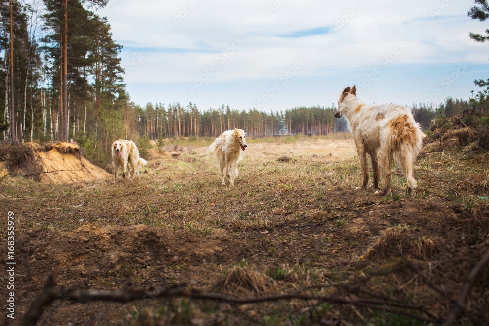 Obraz premium Three Greyhounds in the field