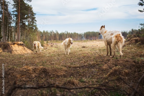 Fototapeta Naklejka Na Ścianę i Meble -  Three Greyhounds in the field