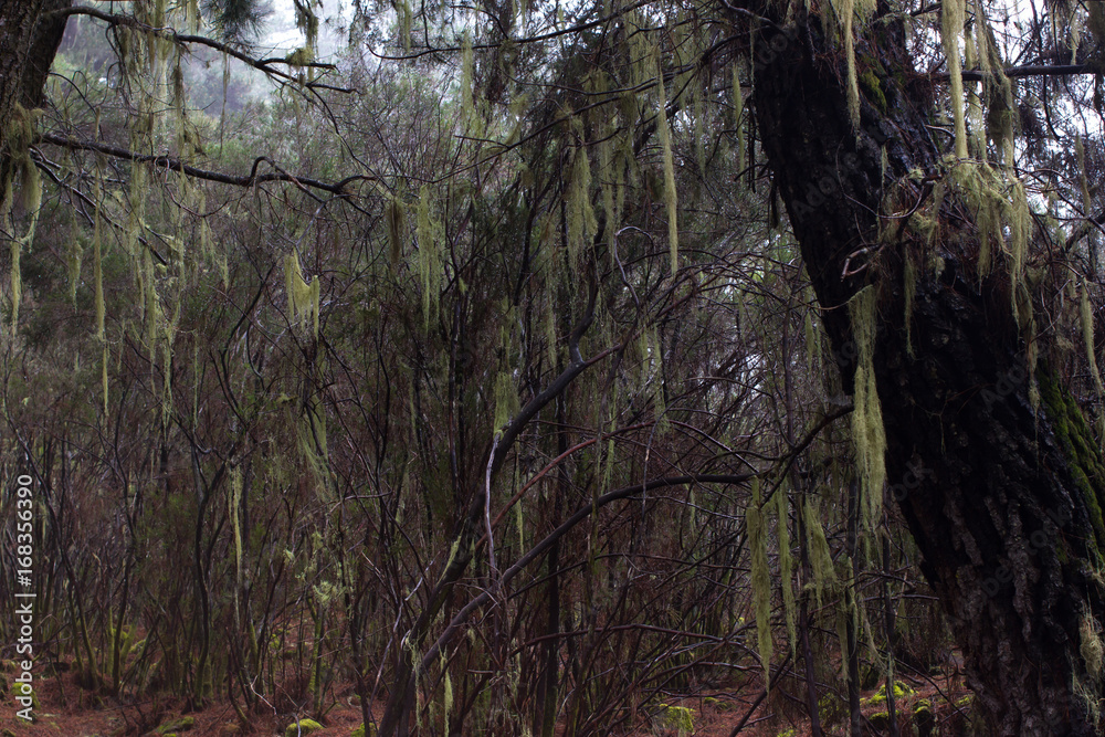 Beard lichen tree. Usnea. Humid forest. Old man s beard