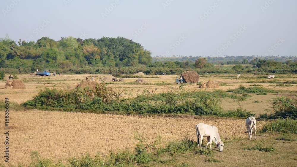 Distance view of small truck heavily loaded with rice straw driving out of rice fields; Scattered haystacks with cows grazing in the fields Distance view of small truck heavily loaded with rice straw driving out of rice fields; Scattered haystacks with cows grazing in the fields
