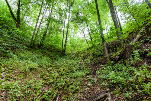 summer forest trees. nature green wood sunlight backgrounds