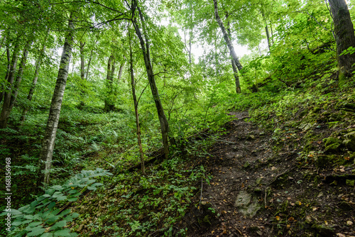 summer forest trees. nature green wood sunlight backgrounds © Martins Vanags