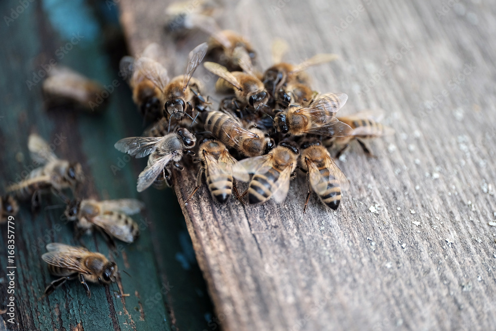 Obraz premium Bees Protecting Beehive