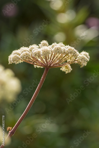 Big cow parsley flowers at ...