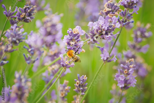 Lavender or Lavandula angustifolia with pollinating bumble bee