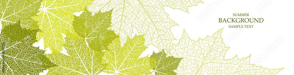 Fototapeta Summer banner and leaves of a maple