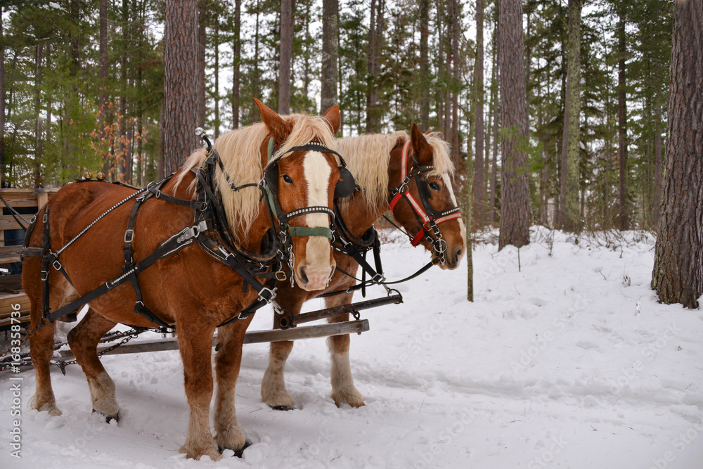 Winter Horse sleigh