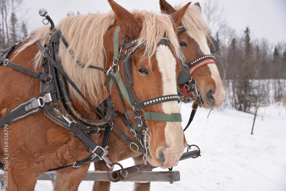 Obraz premium Winter Horse sleigh