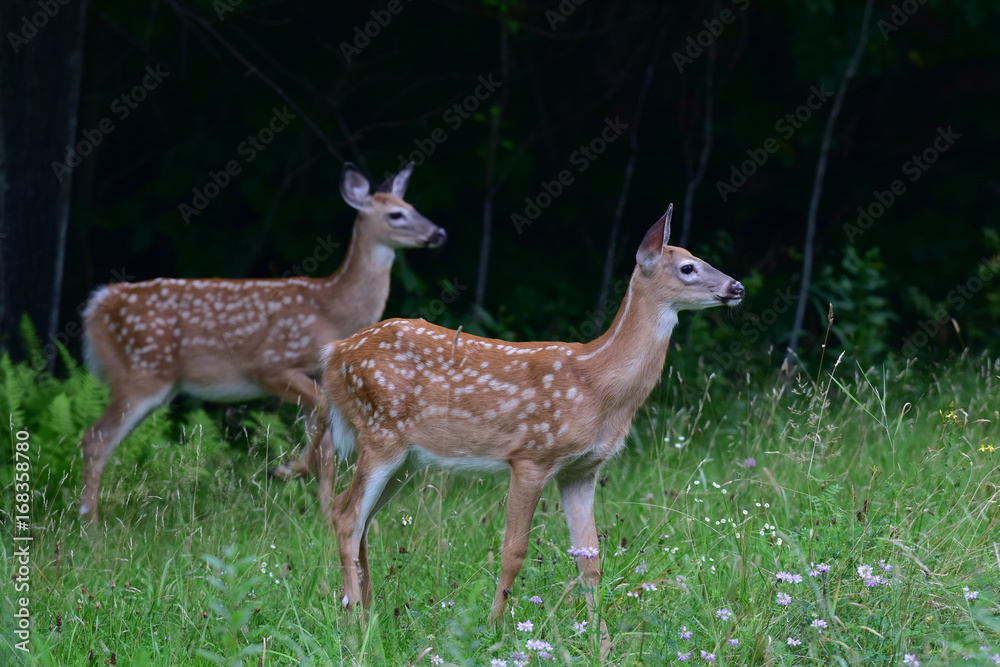 Alert twin whitetail deer fawns on edge of dark forest Alert twin whitetail deer fawns on edge of dark forest