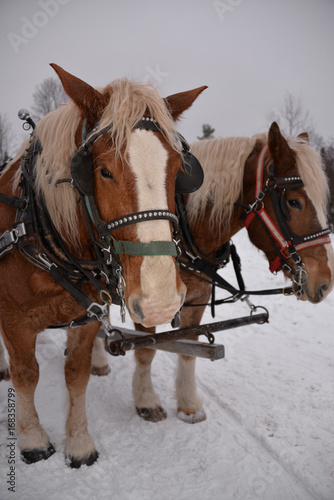 Vertical photo two WinterClydesdale Horses sleigh
