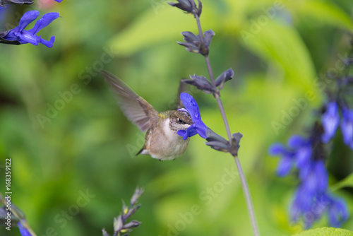 Hummingbird in flower